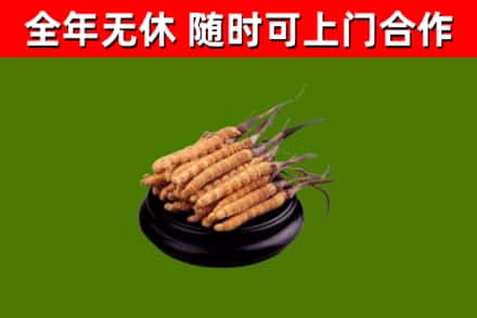 铜陵市烟酒回收冬虫夏草.jpg